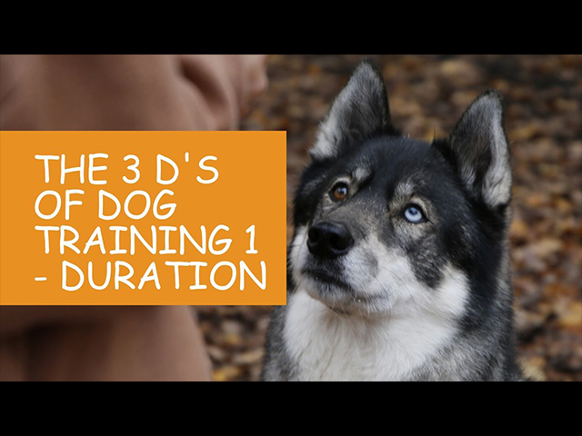 K9 Kindergarten Tutorial Video The 3 Ds of Dog Training 1 Duration.jpg