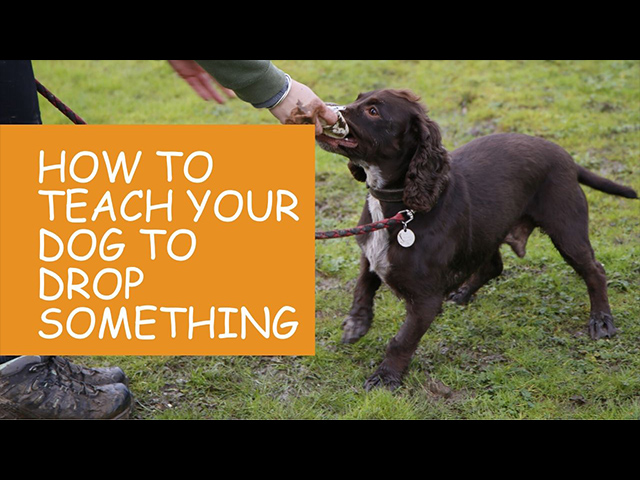 How-To-Teach-Your-Dog-To-Drop-Something.jpg