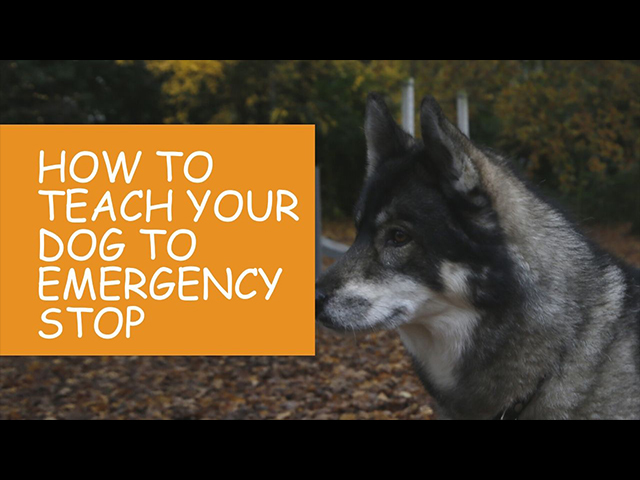 How-to-Teach-Your-Dog-an-Emergency-Stop-Tutorial-Video.jpg