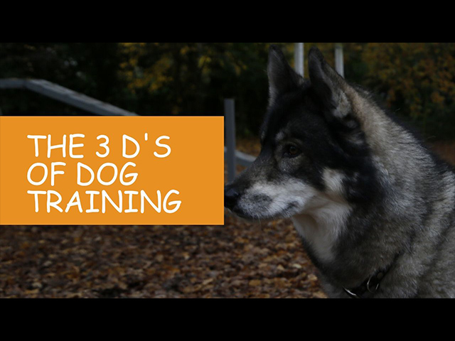 K9 Kindergarten Tutorial Video The 3 Ds of Dog Training.jpg
