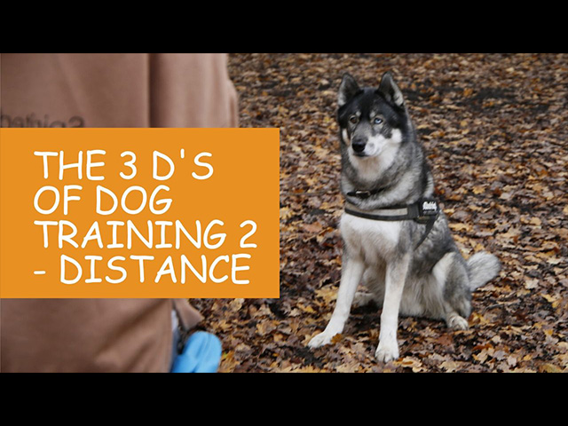 K9 Kindergarten Tutorial Video The 3 Ds of Dog Training 2 Distance.jpg