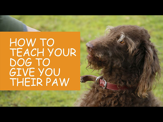 How-to-Teach-Your-Dog-To-Give-You-Their-Paw.jpg