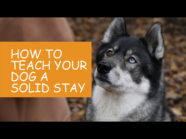 How to Teach Your Dog a Solid Stay.jpg