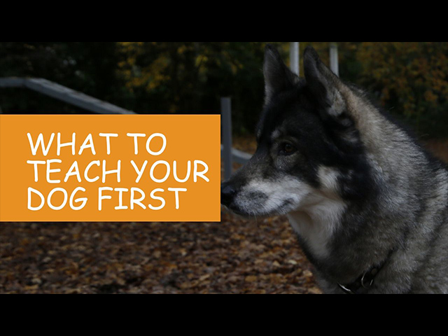 K9 Kindergarten Tutorial Video What to Teach Your Dog First.jpg