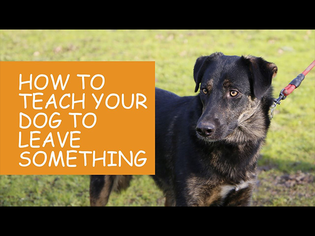 K9 Kindergarten Tutorial Video How To Teach Your Dog to Leave Something.jpg