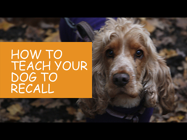 How-To-Teach-Your-Dog-To-Recall.jpg
